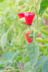 Image showing Fresh red sweet pepper