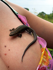Image showing lizard on womans breast