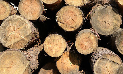 Image showing tree stumps