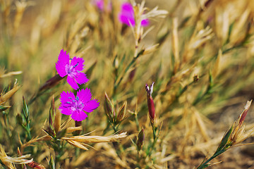 Image showing Wild spring violets