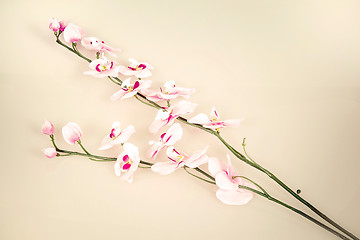 Image showing vintage background with flower