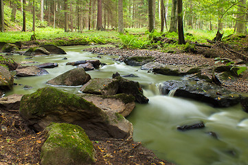 Image showing Mountain stream in a forest