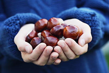 Image showing little hands with chestnuts