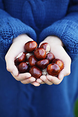 Image showing little hands with chestnuts