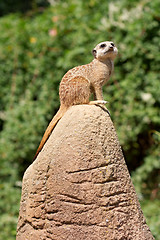 Image showing Meerkat