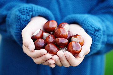 Image showing little hands with chestnuts