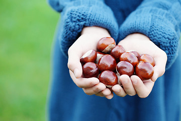 Image showing little hands with chestnuts