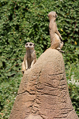 Image showing Two meerkats