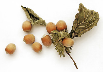 Image showing Hazel nuts