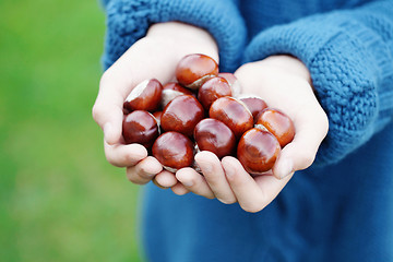 Image showing little hands with chestnuts