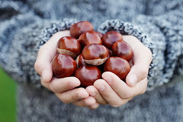 Image showing little hands with chestnuts