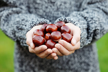 Image showing little hands with chestnuts