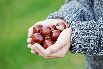 Image showing little hands with chestnuts