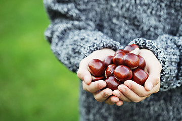 Image showing little hands with chestnuts