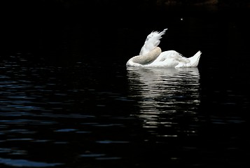 Image showing Sleeping Swan