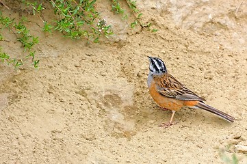 Image showing Rock Bunting. Background with bright, beautiful bird