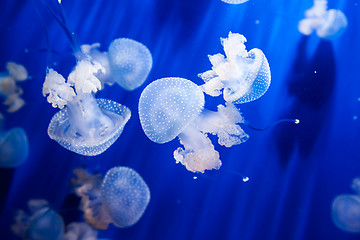 Image showing Jellyfish in an aquarium with blue water 