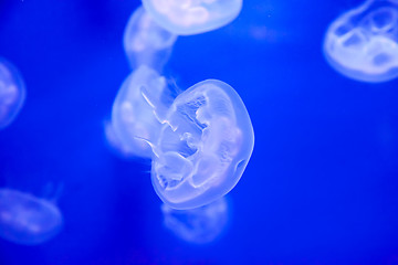 Image showing Group of light blue jellyfish 