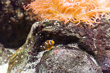 Image showing Clownfish in Aquarium 