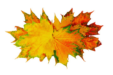 Image showing Autumn maple leaves