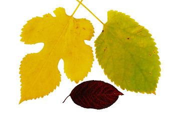 Image showing Autumn  leaves