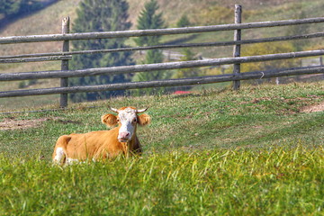 Image showing cow laid in the grass