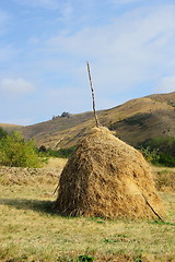 Image showing hay in the field