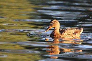 Image showing mallard duck swimming