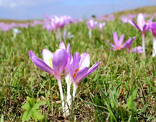 Image showing mountain meadow with crocus