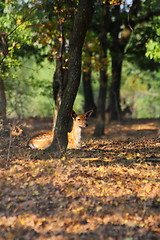Image showing young fallow deer