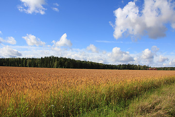 Image showing Beautiful Day of Autumn by the Wheat Field