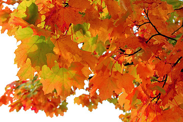 Image showing Colorful Fall Leaves