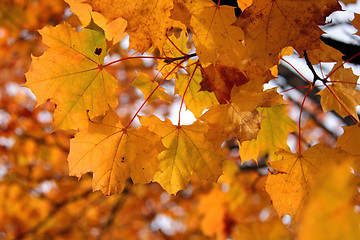 Image showing Yellow Leaves of Maple Tree in Autumn