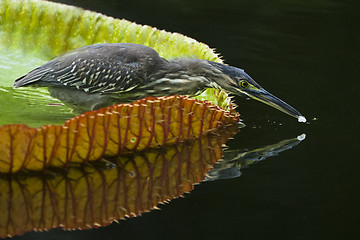 Image showing Striated heron, SSR Botanical Gardens, Pamplemousses, Mauritius