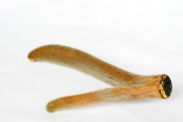 Image showing Pilose antler