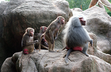 Image showing A Baboon Family