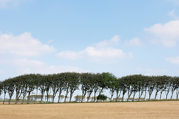 Image showing Line of trees