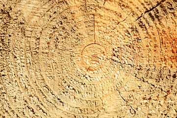 Image showing stump