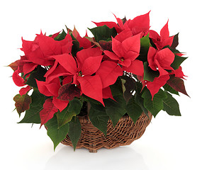 Image showing Poinsettia Flower Arrangement