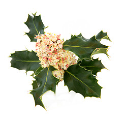 Image showing Holly Flower 