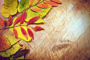 Image showing autumn leaves