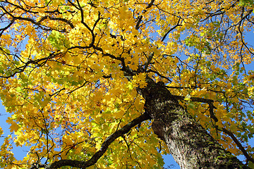 Image showing Yellow Fall Maple against Blue Sky