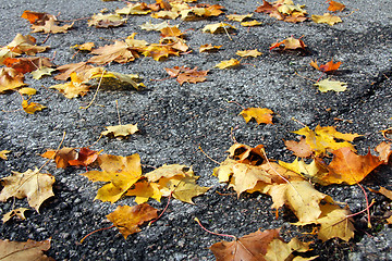 Image showing Fallen Maple Leaves on Sidewalk