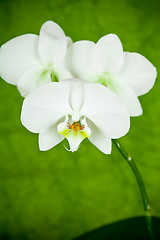 Image showing branch of white orchid