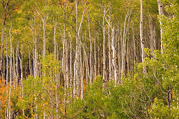 Image showing Aspens in the autumn