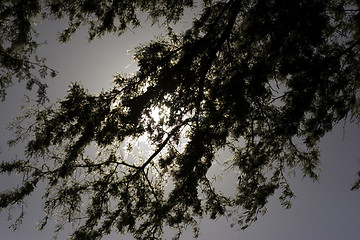 Image showing Moonlight through the branches