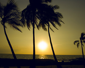 Image showing Silhouette palm trees at sunset