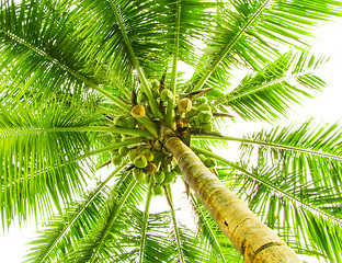 Image showing Leaves of palm tree