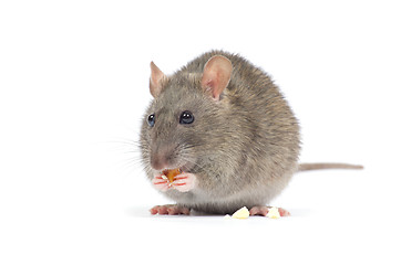 Image showing rat 