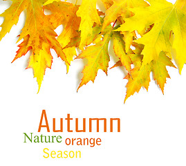 Image showing autumn maple